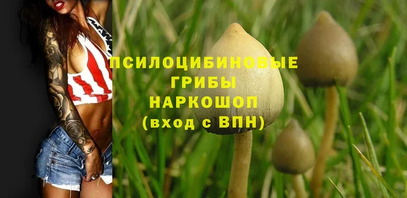 Псилоцибиновые грибы Psilocybine cubensis  купить   Нальчик 